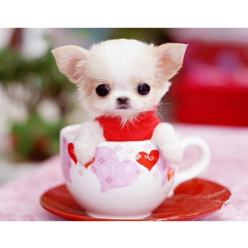 Cute dog in the Cup